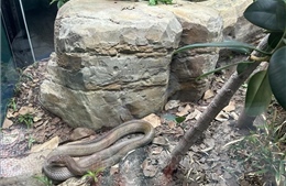 Many teams preparing for the 2026 World Cup are uneasy due to poisonous snakes in the US.