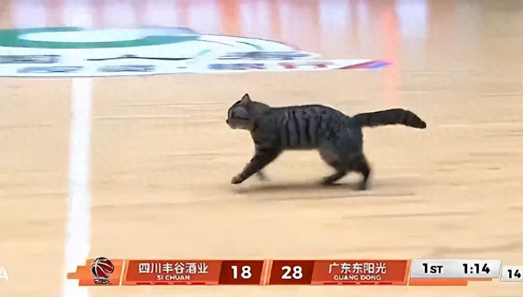 5+3! Chen Guohao thrashes his former team! Another bizarre CBA rule emerges